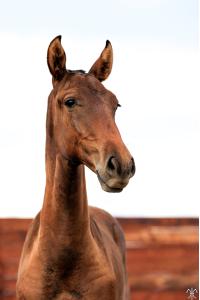 Photo cheval a vendre STRASS DE LA GESSE